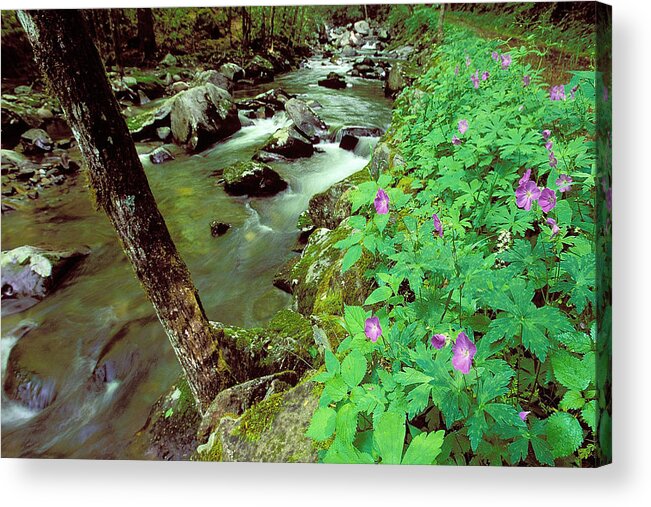 Wild Geranium Acrylic Print featuring the photograph Wild Geraniums on Bradley Fork by Alan Lenk