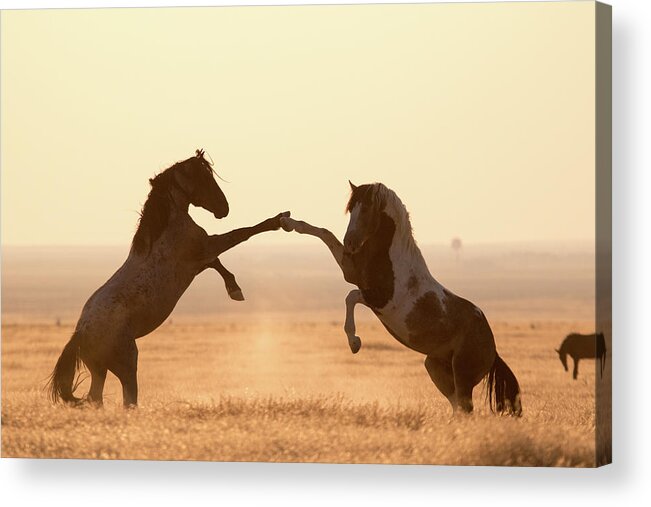 High 5 Acrylic Print featuring the photograph Wild Horse High 5 by Wesley Aston
