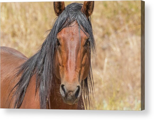 Nevada Acrylic Print featuring the photograph Wild Horse Portrait by Marc Crumpler