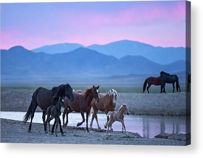 Wild Horse Acrylic Print featuring the photograph Wild Horse Sunrise by Wesley Aston