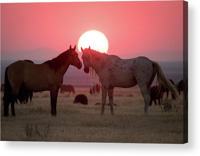 Wild Horse Acrylic Print featuring the photograph Wild Horse Sunset by Wesley Aston