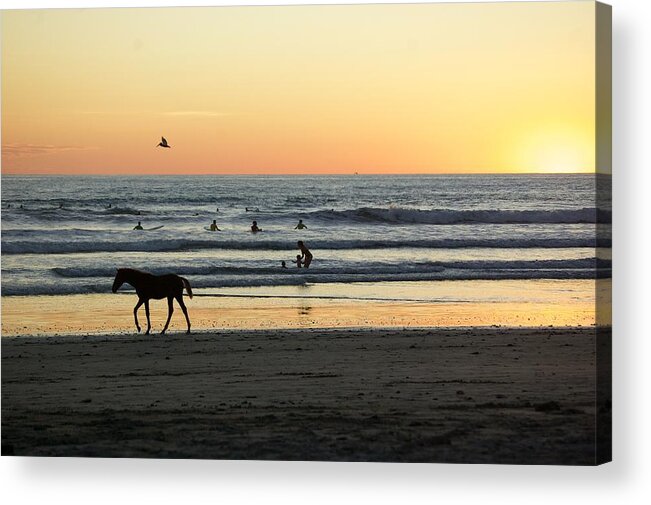  Acrylic Print featuring the photograph Wild Horses Costa Rica by Taylynn Hunt