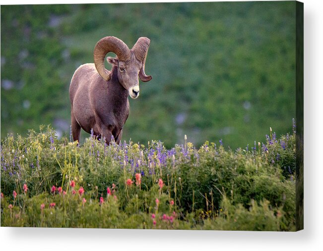Ram Acrylic Print featuring the photograph Wild Journey by Ryan Smith