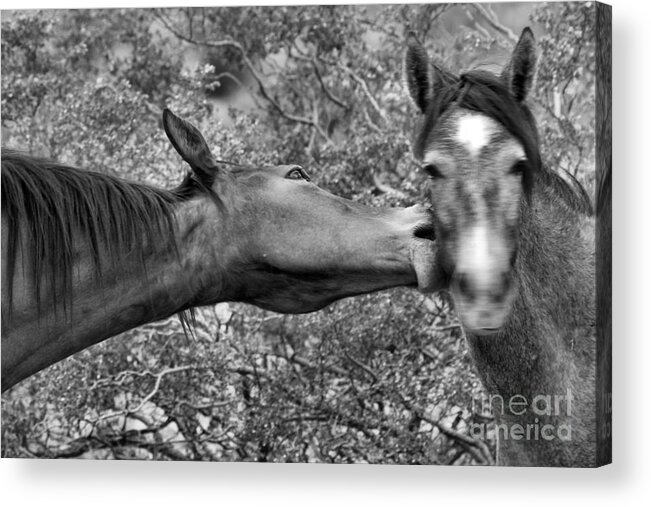 Wild Horse Acrylic Print featuring the photograph Wild Love Bites Black And White by Adam Jewell