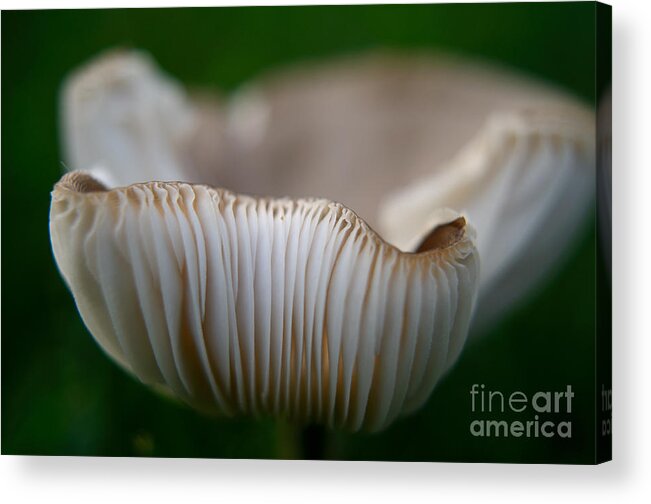 Mushroom Acrylic Print featuring the photograph Wild Mushroom-3 by Steve Somerville