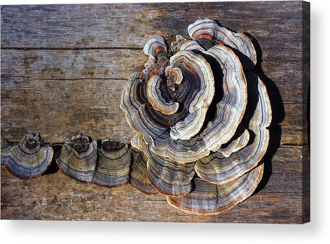 Nature Acrylic Print featuring the photograph Wild Mushroom by Steve Somerville