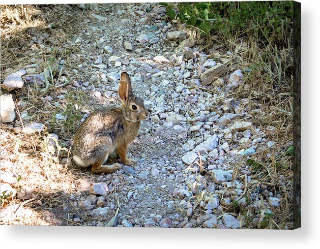 K. Bradley Washburn Acrylic Print featuring the photograph Wild Rabbit by K Bradley Washburn