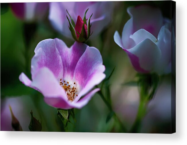  Acrylic Print featuring the photograph Wild Rose 7 by Dan Hefle