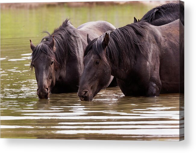 Mark Miller Photos Acrylic Print featuring the photograph Wild Stallions at the Water Hole by Mark Miller