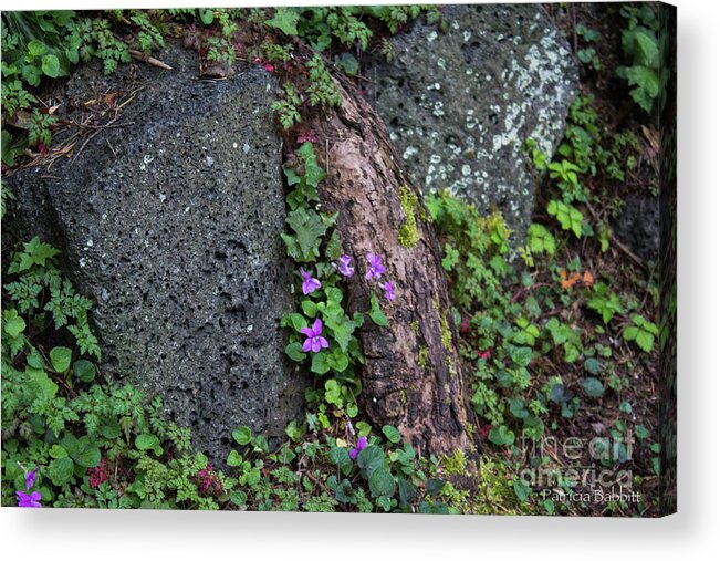 Wildflowers Acrylic Print featuring the photograph Wild Violets by Patricia Babbitt