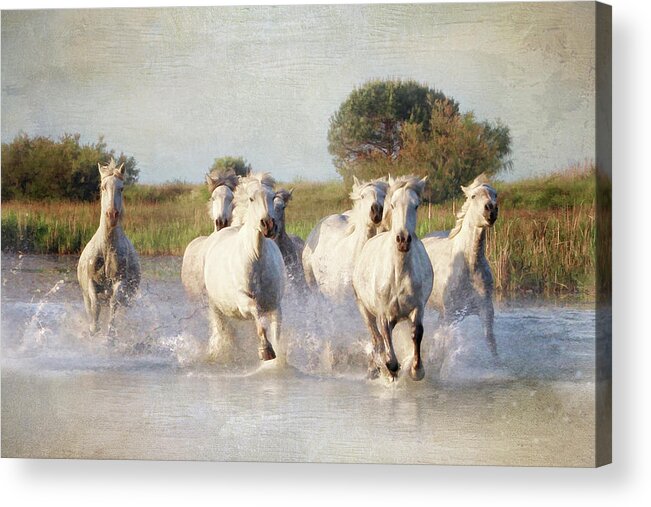 Horse Acrylic Print featuring the photograph Wild White Horses of the Camargue Vl by Karen Lynch