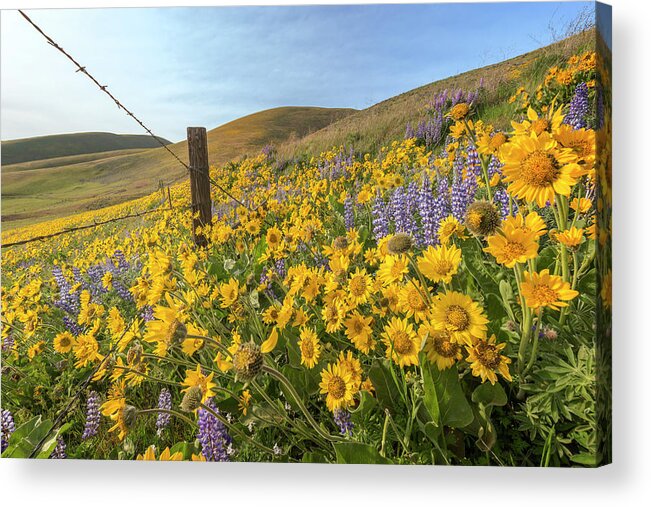 Landscape Acrylic Print featuring the photograph Wildflower Bonanza by Jon Ares