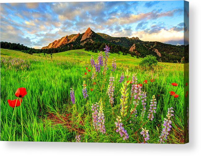 Wildflowers Acrylic Print featuring the photograph Wildflower Mix by Scott Mahon