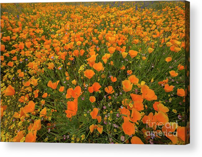 Photography Acrylic Print featuring the photograph Wildflower Superbloom 14 by Daniel Knighton