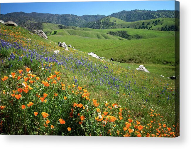 Arvin Acrylic Print featuring the photograph Wildflowers Along Bear Mountain Road by Lynn Bauer