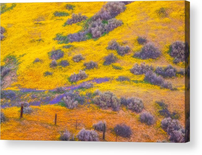 California Acrylic Print featuring the photograph Wildflowers And Fence by Marc Crumpler