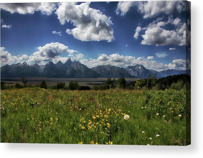 Wildflowers Acrylic Print featuring the photograph Wildflowers by Hugh Smith