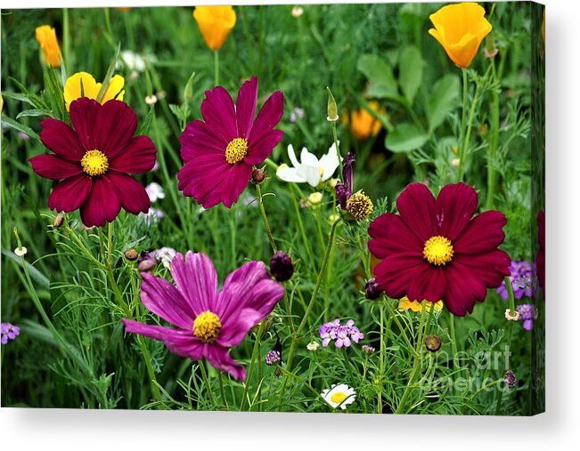 Wildflowers Acrylic Print featuring the photograph Wildflowers by Merle Grenz