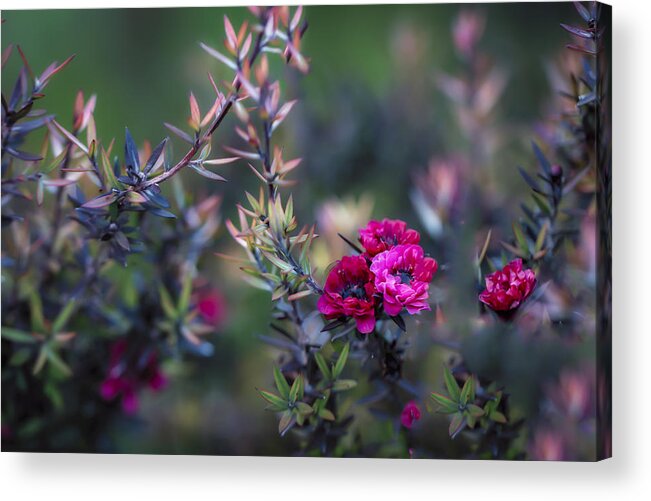 Australia Acrylic Print featuring the photograph Wildflowers on a Cloudy Day by Jade Moon 