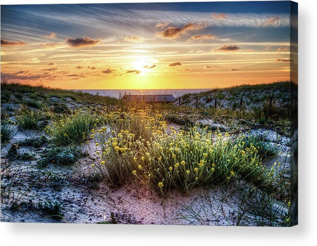 French Acrylic Print featuring the photograph Wildflowers on the Sand Dunes by Debra and Dave Vanderlaan