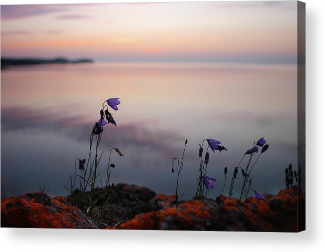 Lake Superior Acrylic Print featuring the photograph Wildflowers Over Lake Superior by Jane Melgaard