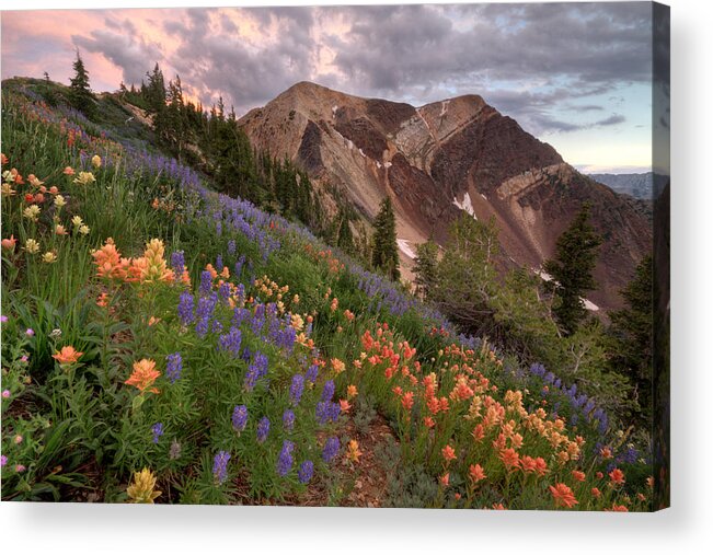 Landscape Acrylic Print featuring the photograph Wildflowers with Twin Peaks at Sunset by Brett Pelletier