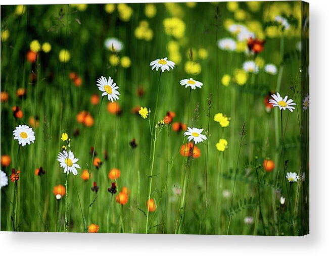  Acrylic Print featuring the photograph Wildflowers2 by Dan Hefle