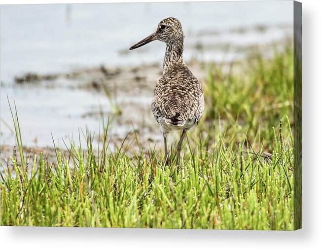 Assageague National Seashore Acrylic Print featuring the photograph Willet by Gary E Snyder