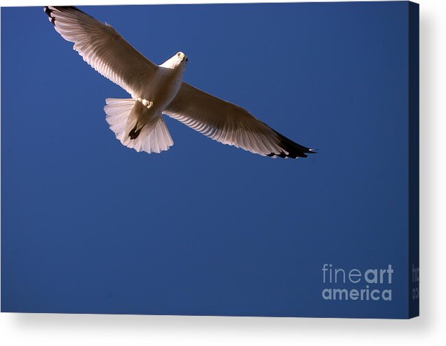 Clay Acrylic Print featuring the photograph Wind Beneath My Wings by Clayton Bruster