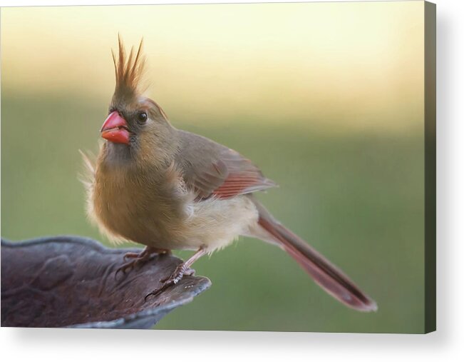 Terry D Photography Acrylic Print featuring the photograph Wind Blown Cardinal by Terry DeLuco