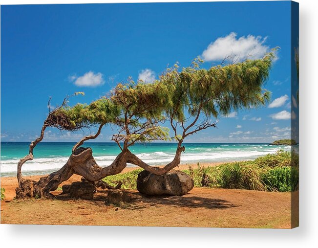 Wind Blown Tree Kapaa Kauai Hawaii Hi Acrylic Print featuring the photograph Wind Blown Tree by Brian Harig