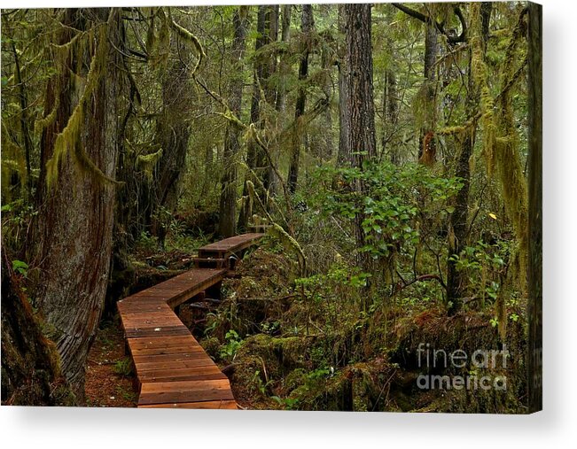 Willowbrae Acrylic Print featuring the photograph Winding Through The Willowbrae Rainforest by Adam Jewell
