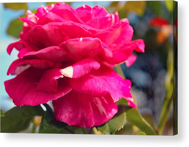 Rose Acrylic Print featuring the photograph Wine-Cream Rose Beauty Side View by DB Hayes
