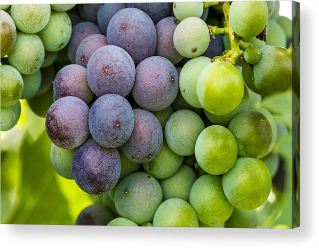 Colorado Vineyard Acrylic Print featuring the photograph Wine Grapes Close up by Teri Virbickis