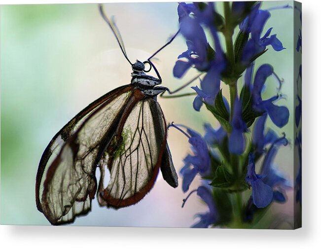 Photography Acrylic Print featuring the photograph Wing Net by Kathleen Messmer