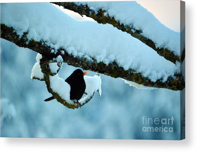 Winter Bird In Snow Acrylic Print featuring the photograph Winter Bird in Snow - Winter in Switzerland by Susanne Van Hulst