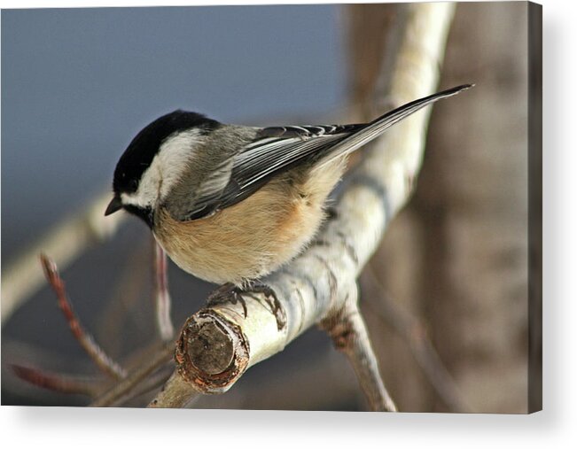 Birds Acrylic Print featuring the photograph Chickadee in Winter by Ira Marcus