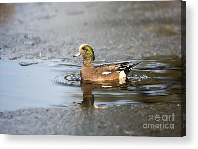 Duck Acrylic Print featuring the photograph Winter Dip by Douglas Kikendall