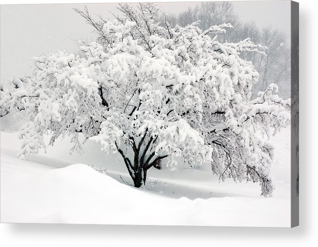 Tree Acrylic Print featuring the digital art Winter Fluff by Richard Ortolano