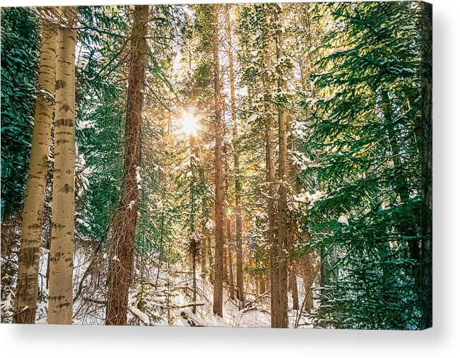 Winter Acrylic Print featuring the photograph Winter Forest Sunshine by James BO Insogna