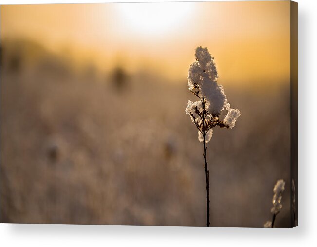 Winter Acrylic Print featuring the photograph Winter Glow #1 by Mark Rogers