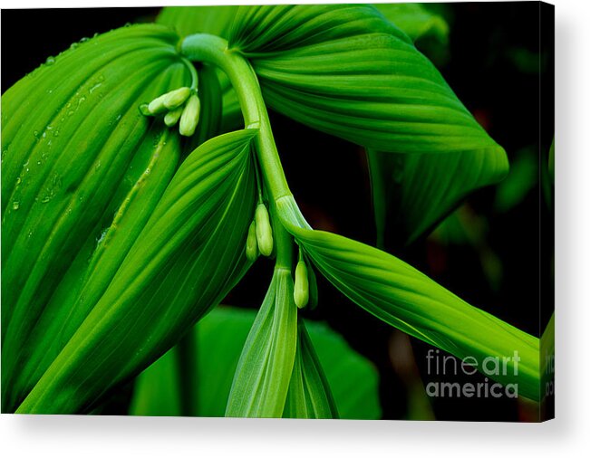 Solomon's Seal Acrylic Print featuring the photograph Winter Has Gone by Michael Eingle
