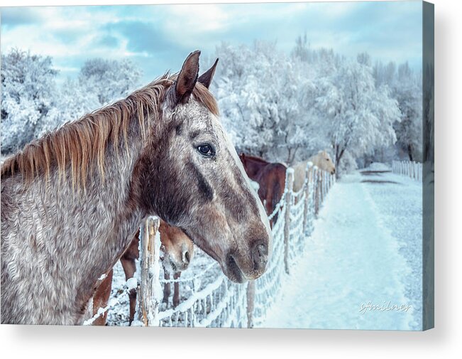 Horses Acrylic Print featuring the photograph Winter Horses by Steven Milner