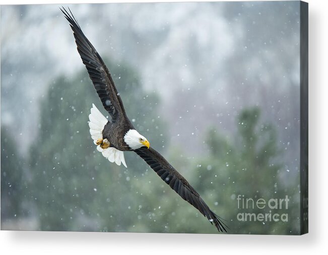 Bald Eagle Acrylic Print featuring the photograph Winter Hunter by Michael Dawson