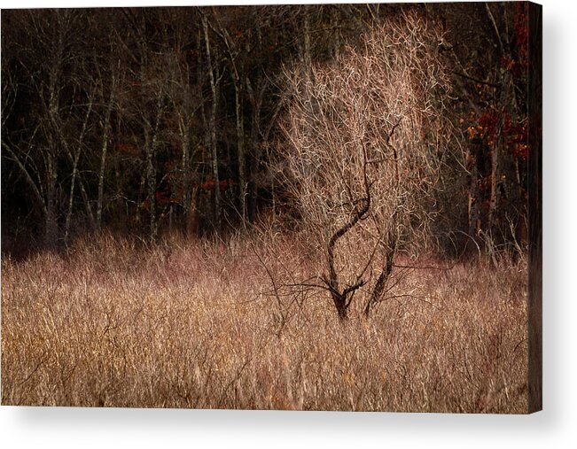 Landscape Acrylic Print featuring the photograph Winter Light by Robert Mitchell