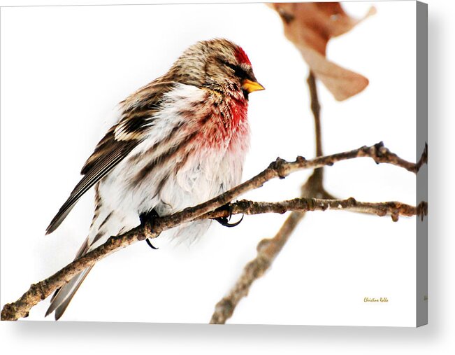 Winter Acrylic Print featuring the photograph Winter Redpoll by Christina Rollo