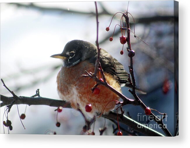 Winter Acrylic Print featuring the photograph Winter Robin by Laura Kinker