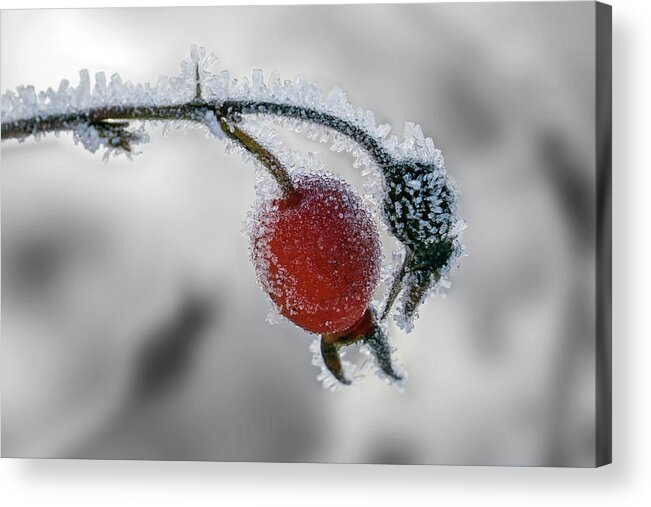Rose Hip Acrylic Print featuring the photograph Winter Rose Hip by Inge Riis McDonald