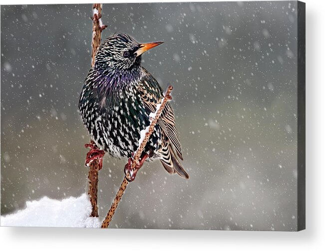 Starling Acrylic Print featuring the photograph Winter Starling 2 by Cathy Kovarik