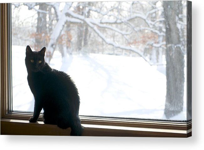 Cat Acrylic Print featuring the photograph Winter sun by Brooke Bowdren